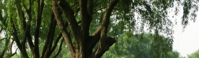 新淘宝怎么代运营